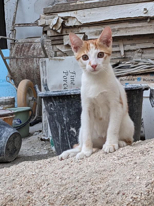 Artù, gattino 5 mesi taglia media – dolcissimo e fusone Foto 4
